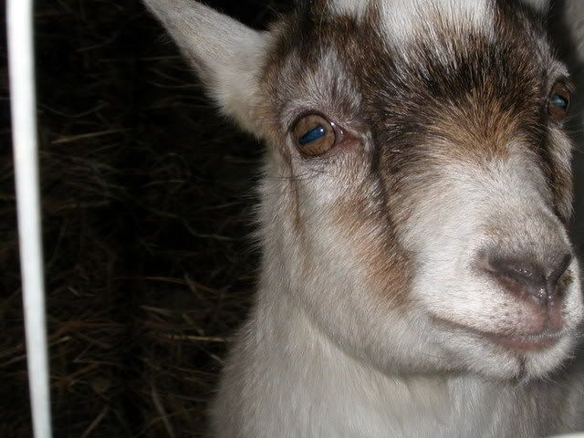 Lets See Em! (your Best Pictures! ) - Goats