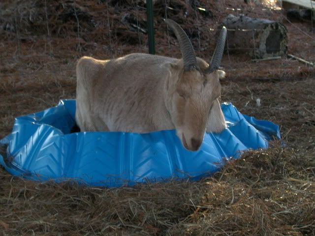 Lets See Em! (your Best Pictures! ) - Goats