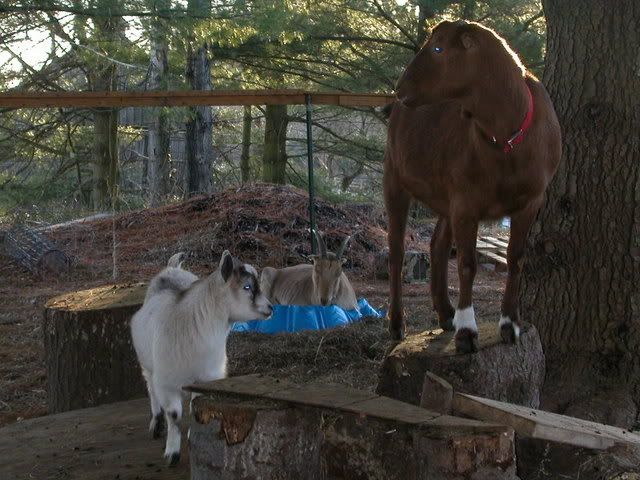 Lets See Em! (your Best Pictures! ) - Goats