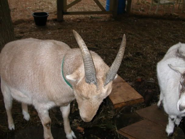 New Here! - Goats