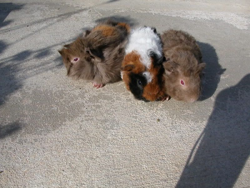 so who has totally worthless (to the homestead) pets? - Homesteading Questions