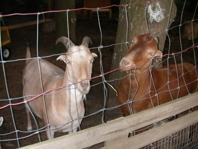 Pics of my sweeties..... - Goats