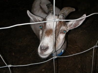 Okay, I want to try this too! - Goats