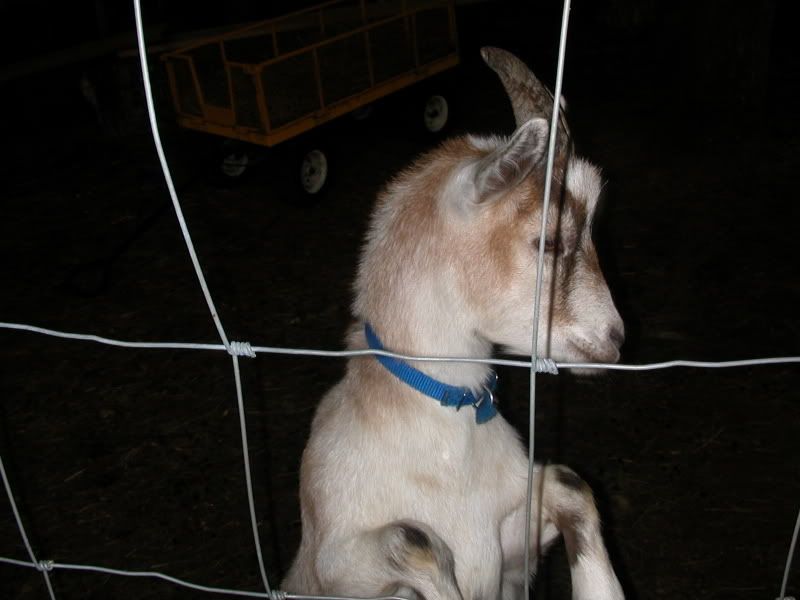 Pics of my sweeties..... - Goats