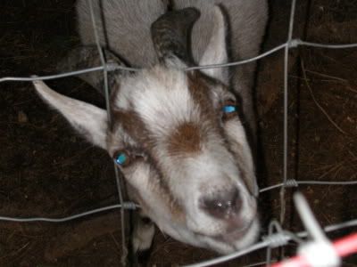 Pics of my sweeties..... - Goats