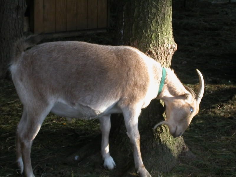 Pics of The Goats - Goats