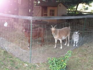 so who has totally worthless (to the homestead) pets? - Homesteading Questions