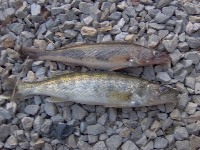 walleye sauger difference