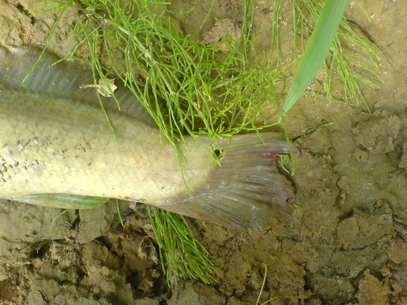 Record Bowfin