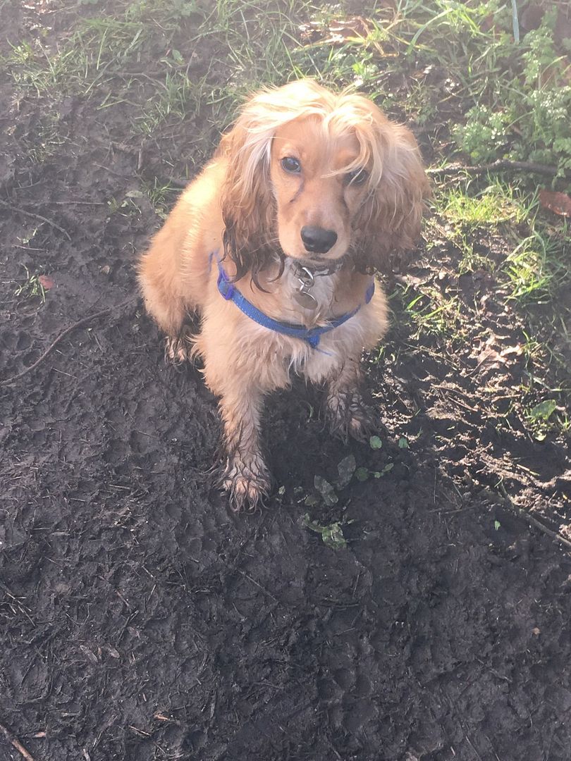 cocker spaniel top knot