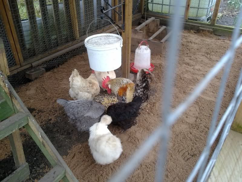 Rat Proof Feeders The Poultry Keeper Forums