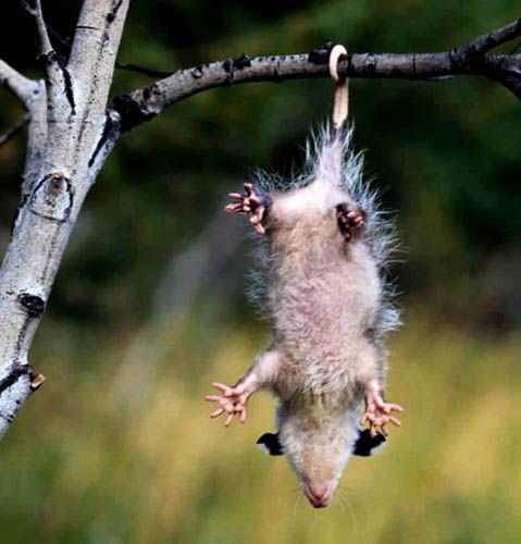 Opossum-14.jpg