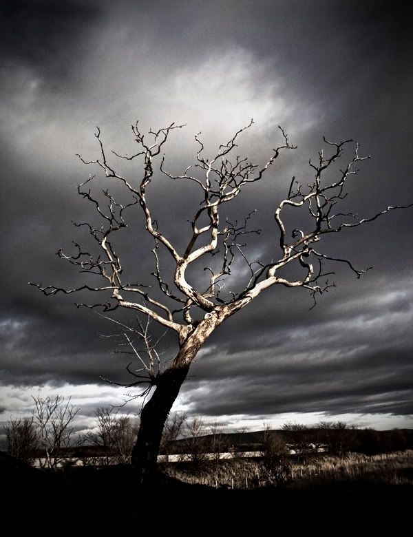 dead_tree.jpg Dead Tree image by picture_inspiration