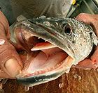 snakehead140.jpg