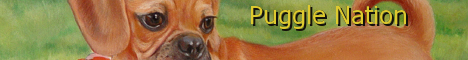 Puggle Nation