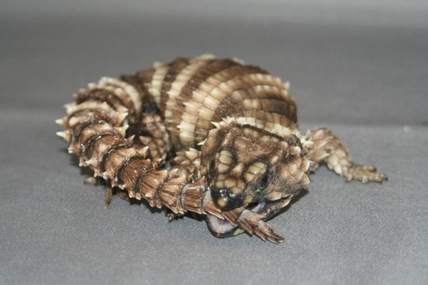 Cordylus1-4-2008-013.jpg