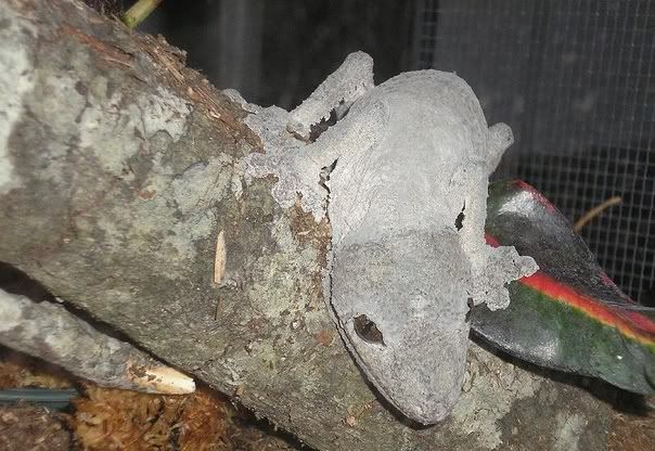 femalemossy.jpg