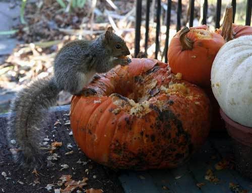 The Great Pumpkin Massacre