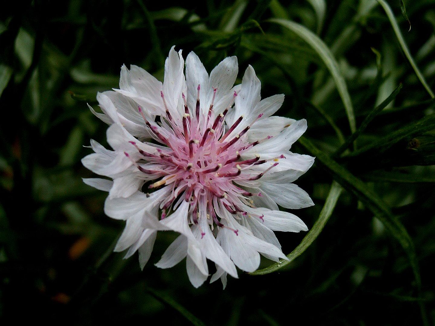 Photobucket - Video and Image Hosting