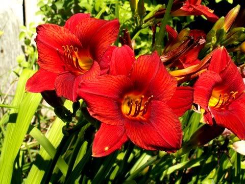 Image hosted by Photobucket.com