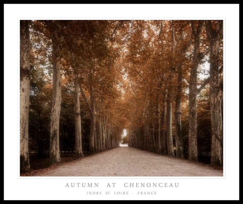 tree-lined-avenue-chenonceau.jpg?t=1286716683