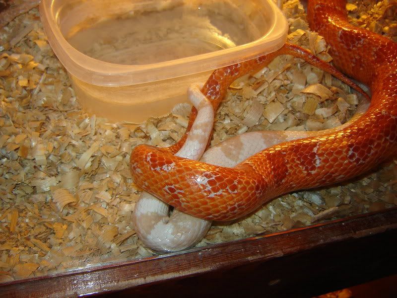 Snakehook-ups08006.jpg