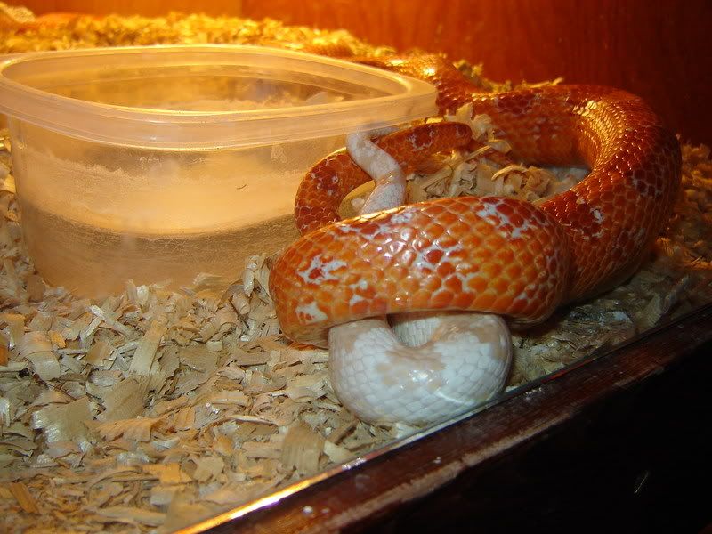 Snakehook-ups08009.jpg