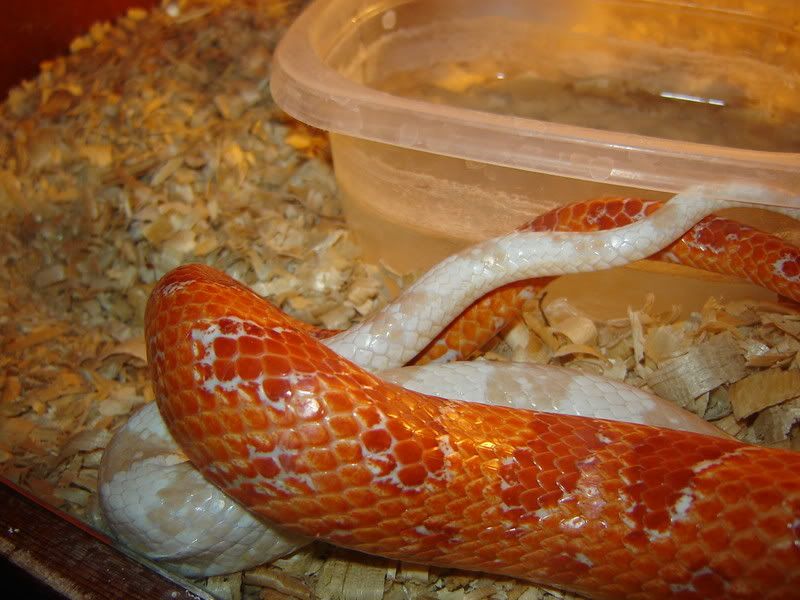 Snakehook-ups08010.jpg