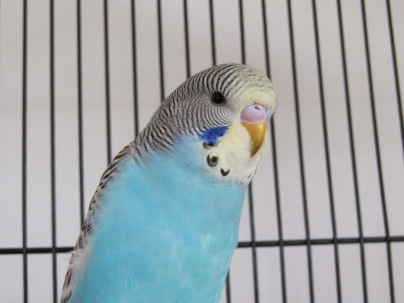 Budgies008resize.jpg