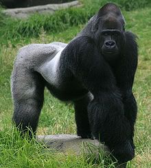 http://i12.photobucket.com/albums/a240/Crazielady420/220px-Male_gorilla_in_SF_zoo.jpg