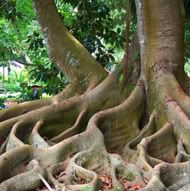 The Roots of American Evangelicalism