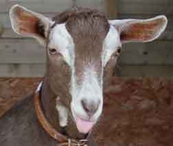 Scapegoat