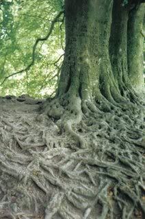 The Roots of American Evangelicalism