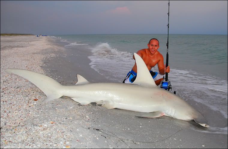 sharks in florida. the Florida Shark Fishing