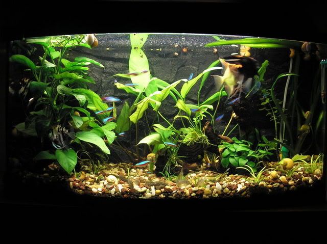 Acuario