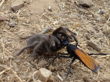 tarantula_hawk2.jpg