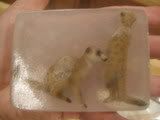 Simple Olive Oil Based Bar of Soap EucalyptusMintscent "Meerkats Beneath"  SECOND priority ship incl