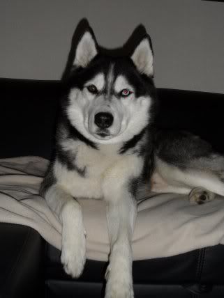 Lykos2012.jpg
