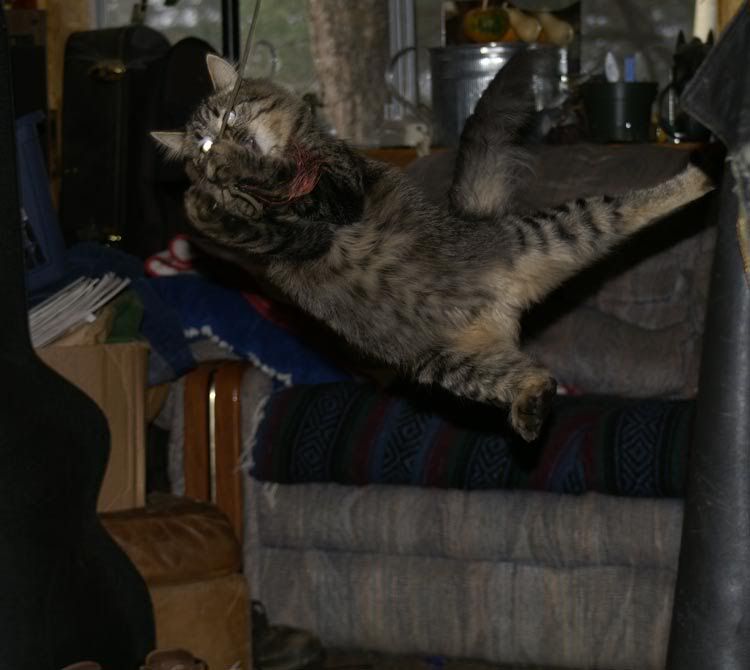 http://i12.photobucket.com/albums/a245/Jederick/Jumping-cat.jpg