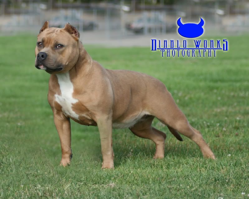 remy martin pitbull