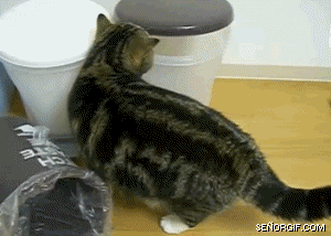 cat_bin.gif