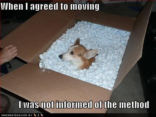 funny moving photo: Moving moving.jpg