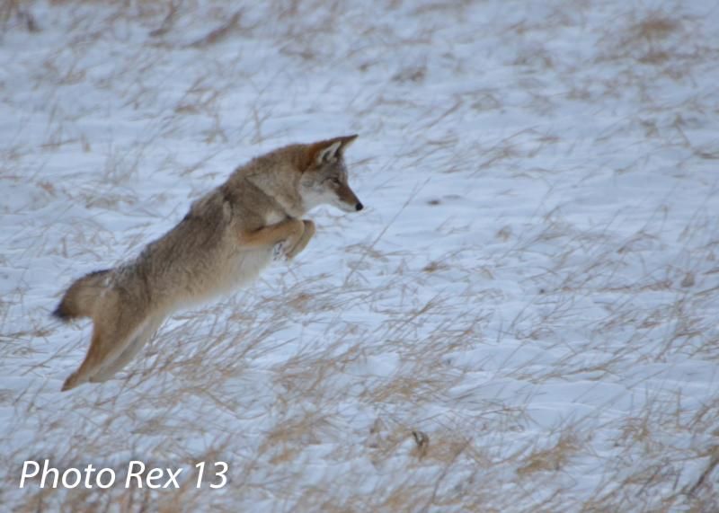 Coyote2small1of1_zps8d1b336f.jpg?t=1386653347