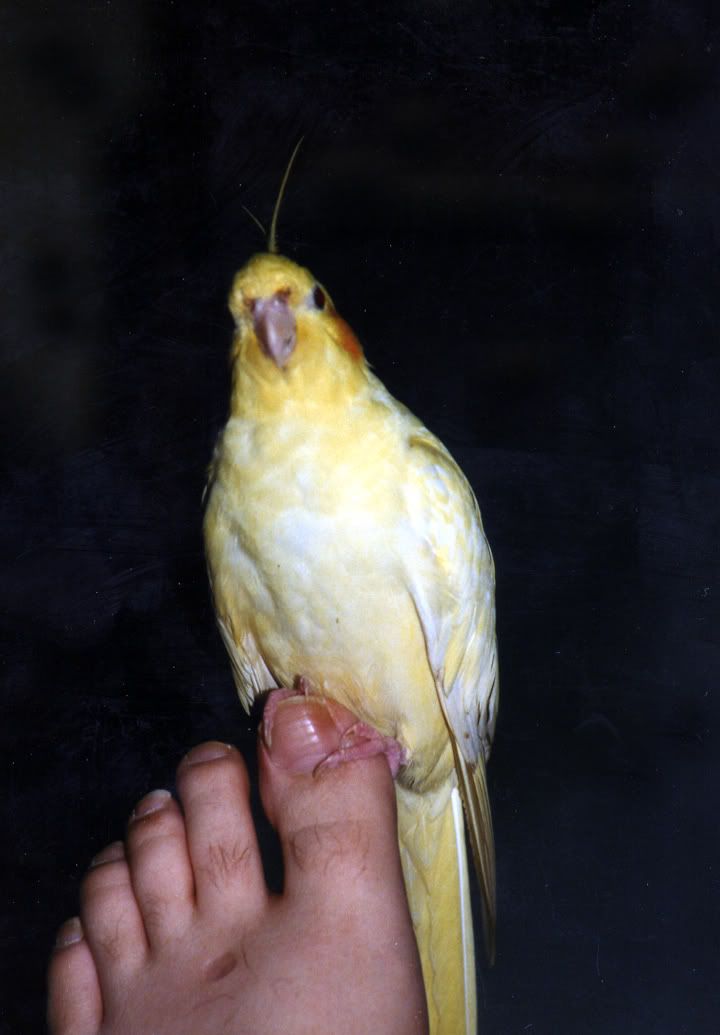 Clyde001.jpg