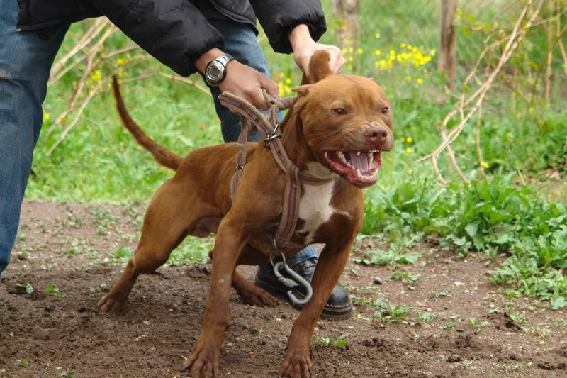 ofrn pitbull kennels