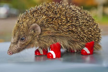 hedgehogwithboots.jpg