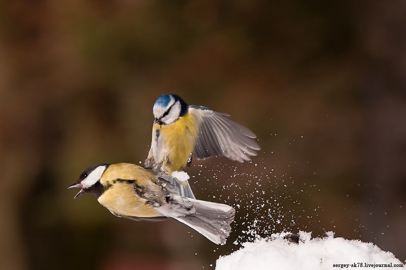 snowboardinbird.jpg