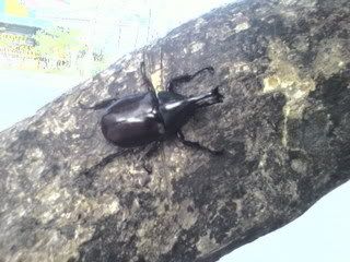 bug01.jpg