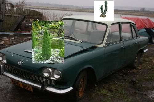 CACTUS1.jpg