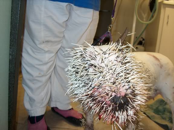 Porcupine dog